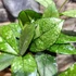 Kép 3/8 - Hoya crassipetiolata 'Splash Round Leaf'