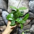Kép 5/8 - Hoya crassipetiolata 'Splash Round Leaf'