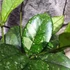 Kép 6/8 - Hoya crassipetiolata 'Splash Round Leaf'