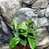 Kép 2/8 - Hoya crassipetiolata 'Splash Round Leaf'