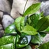 Kép 7/8 - Hoya crassipetiolata 'Splash Round Leaf'