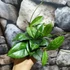 Kép 8/8 - Hoya crassipetiolata 'Splash Round Leaf'