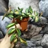 Kép 3/7 - Hoya burtoniae 'Variegata'