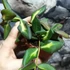 Kép 5/7 - Hoya burtoniae 'Variegata'