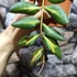 Kép 6/7 - Hoya burtoniae 'Variegata'