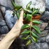 Kép 7/7 - Hoya burtoniae 'Variegata'
