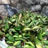 Kép 4/7 - Hoya burtoniae 'Variegata'