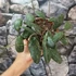 Kép 2/6 - Hoya sigillatis