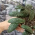 Kép 3/6 - Hoya sigillatis
