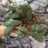 Kép 4/6 - Hoya sigillatis