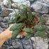Kép 5/6 - Hoya sigillatis