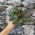 Kép 6/6 - Hoya sigillatis