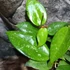 Kép 2/7 - Hoya parasitica 'Black Edge'