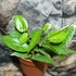 Kép 3/7 - Hoya parasitica 'Black Edge'