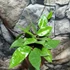 Kép 4/7 - Hoya parasitica 'Black Edge'