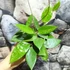 Kép 5/7 - Hoya parasitica 'Black Edge'