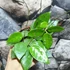 Kép 6/7 - Hoya parasitica 'Black Edge'