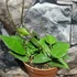 Kép 7/7 - Hoya parasitica 'Black Edge'