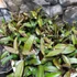 Kép 3/6 - Hoya 'Rosita'