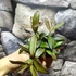 Kép 4/6 - Hoya 'Rosita'