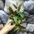 Kép 5/6 - Hoya 'Rosita'