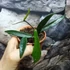Kép 6/7 - Hoya minibelle
