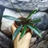 Kép 7/7 - Hoya minibelle