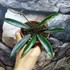 Kép 3/7 - Hoya minibelle