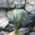 Kép 10/10 - Hoya spartioides