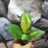 Kép 2/6 - Hoya incrassata 'Variegata'