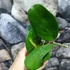 Kép 2/10 - Hoya obovata 'Variegata'