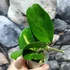 Kép 3/10 - Hoya obovata 'Variegata'