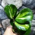 Kép 4/10 - Hoya obovata 'Variegata'