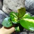 Kép 6/10 - Hoya obovata 'Variegata'