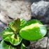 Kép 7/10 - Hoya obovata 'Variegata'