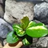 Kép 8/10 - Hoya obovata 'Variegata'