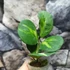 Kép 10/10 - Hoya obovata 'Variegata'