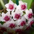 Kép 1/10 - Hoya obovata 'Variegata'