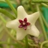 Kép 1/5 - Hoya retusa