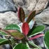 Kép 7/7 - Hoya australis Blondie, karikára futtatva