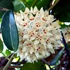 Kép 1/7 - Hoya australis Blondie, karikára futtatva
