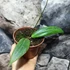 Kép 2/8 - Hoya soligamiana