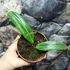 Kép 4/8 - Hoya soligamiana