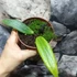 Kép 5/8 - Hoya soligamiana