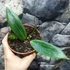 Kép 6/8 - Hoya soligamiana