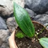 Kép 7/8 - Hoya soligamiana