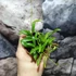 Kép 6/6 - Hoya sp. Zambales