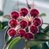 Kép 1/6 - Hoya sp. Zambales