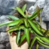 Kép 2/6 - Hoya wayetii