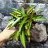 Kép 5/6 - Hoya wayetii